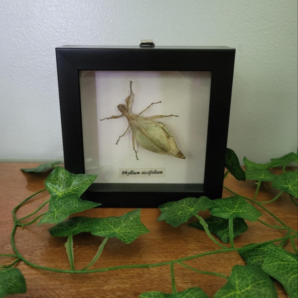 Framed Real Leaf Insect Phyllium Siccifolium